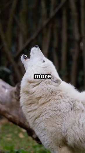 WOLVES Sing in Perfect Harmony with Their Family Packs