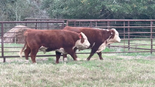 🇺🇸7~2 year old Commercial Hereford bulls coming to El Campo. Come see us! 💠48th Annual Cattleman’s Bull & Female Sale January 17th at 12 noon. Offering 125 Bulls and 900 Replacement females. El campo livestock exchange ￼1917 S Mechanic St El campo TX, 77437 Bid online at DVAuction.com Elcampolivestock.com Colt Adams, Tyler Adams, Homer Aparicio 361-920-1618. 361-920-1620. 979-216-8084 We Appreciate Your Business! | El Campo Livestock Exchange LLC