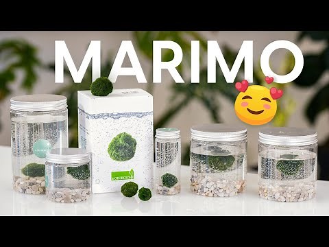 Marimo: How to Care for Lovers' Ball Algae