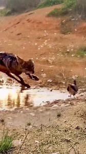 539K views · 1.4K reactions | #dog #animals #wildanimals #animalvideo #wild #wildlife #hunteranimalclip | Hunter Animal Clip | Facebook