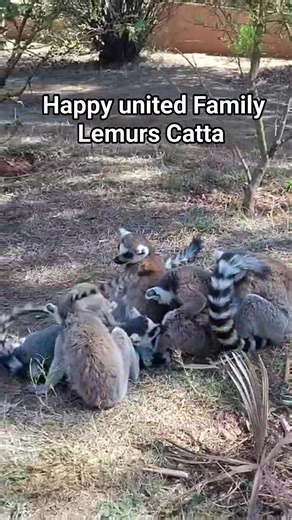 Le bonheur ? Se sentir aimé au sein d'une famille unie et détachée de toutes préoccupations humaines..Cette saison nous avons eu trois naissances de bébés Lemur Catta. À découvrir sans modération et comme nulle part ailleurs au Lemurs’Park-Tana Lemurs'Park #lemur #lemurcatta #mignon #EducationEnvironnementale #BiodiversityConservation #funny #biodiversityhotspot #comedyreels #naturephotography #touristattraction #Madagascar #Antananarivo | Lemurs Park