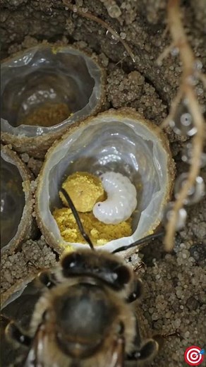 Tiny Camera Mounted on a Honey Bee 🐝 | Ultra-Realistic POV Inside a Living Beehive #teambee #beevide