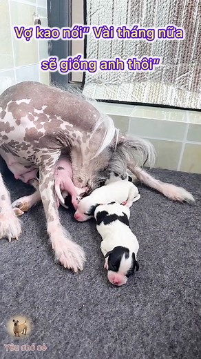 36M views · 112K reactions | Kao hoang mang quá Sen #pet #pets #dog #dogs #foryou #cute #funny #cutedog #viralreelschallenge #xuhuong #thinhhanh | Close My Heart | Facebook