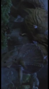 3.9K views · 75 reactions | Filme: O Renascimento De Mothra (1998) #Kaiju #Mothra #Godzilla #Tokusatsu #Trex #Dinosaur #Dinossauro | Godzilla, Kaijus & Dinossauros | Facebook