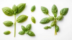 how to know if basil is spoiled? - Test Food Kitchen