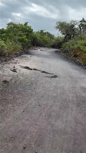 Pozor leguáni. Ostrov Isabela, Galapágy #ckperiscope #travel #nature