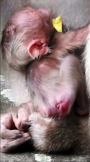 This Newborn Baby Monkey Feels So Safe With His Protective Mom! 😭❤️ #shorts