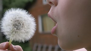 Child Blowing a Dandelion | Free Stock Video Footage