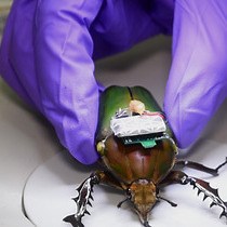Video: Insect-machine Hybrid System: Remote Radio Control of a Freely Flying Beetle Mercynorrhina torquata