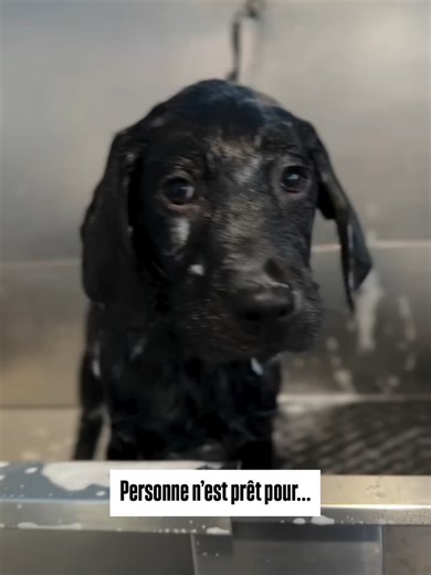 Forever Dog Training no TikTok