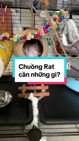 Hôm bữa có bạn kêu làm list vật dụng nè #dumborat #fancyrat #rat #rats #hairless #hamster #hairlessratsoftiktok #fun #funny #xuhuong #xuhuongtiktok #thucung #thursday