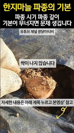 한지마늘 파종의 기본 원칙 - 파종 시기 파종 깊이 기본이 무너지면 반드시 문제가 생깁니다