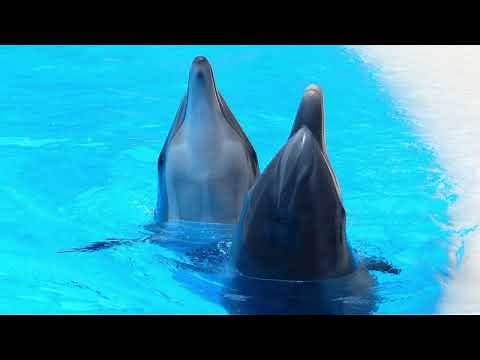 Delfine | Lernvideo für den Biologieunterricht | Thema einfach erklärt