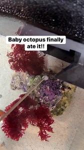 233K views · 7.9K reactions | He finally ate it! He’s doing great and really starting to get comfortable! #octopus #babyoctopus #thereefdoc | The Reef Doc | Facebook