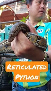 Baby Philippine Reticulated Python to be released in the wild #shorts #snake #python