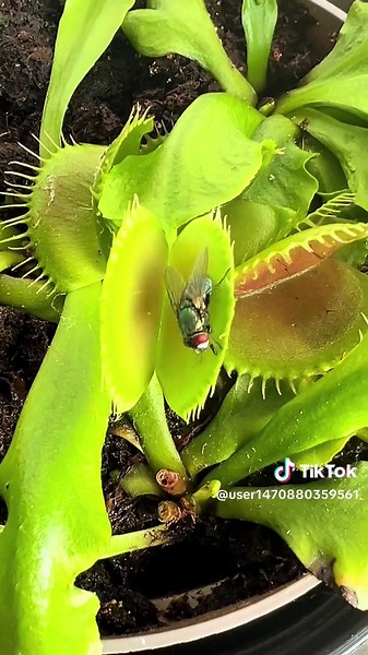 Piante Carnivore: Incredibile Predatore Naturale