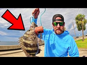 How to Catch Sheepsheads with Shrimp | Dropshot Rig for Sheephead ?