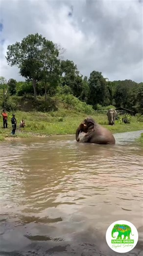 Living Green Elephant Sanctuary on Reels
