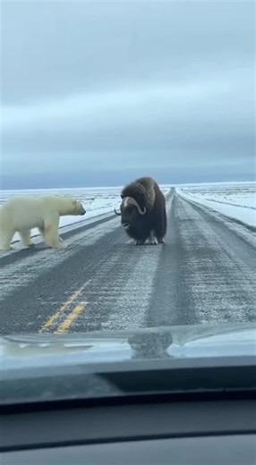 A massive musk ox faces off against a hungry polar bear on the frozen tundra, engaging in an intense battle of strength and resolve.