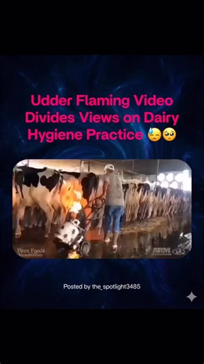 The Spotlight | Tamil News & Cinem on Instagram: "Standard hygiene or animal cruelty? 🔥🐄 This resurfaced video of “udder flaming” is dividing the internet. The practice uses a quick flame to singe off hair that traps bacteria, preventing costly and painful infections like mastitis. While it looks shocking, major agricultural universities endorse it as a quick, no-contact method that is often less stressful for the cow than clipping. However, critics argue the risk of burns makes it inhumane. W