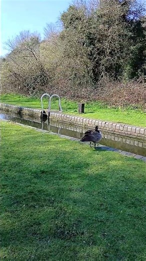 Delph locks