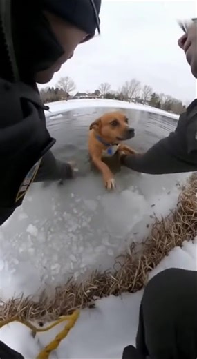 🚨 Police Bodycam Captures Officer Saving a Helpless Animal! ❤️