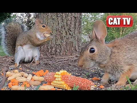 CAT TV | Frisky Bird, Chipmunk, Bunny and Squirrel Compilation | 4K Video For Cats to Watch | Dog TV