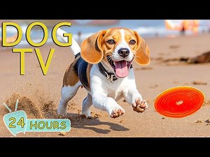 DOG TV: Video Anti-Stress for Dogs to Prevent Boredom When Dogs Home Alone - Soothing Music for Dogs