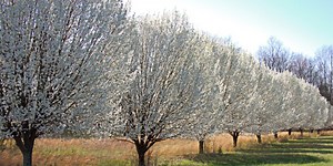 Program allows homeowners in one state to get Bradford pears replaced with native trees