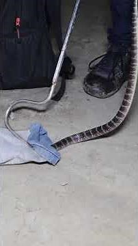 Most Venomous Snake of India. #wildliferescue #krait