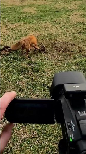 Predator Trapping 2026 #trapper #coyote #redfox #shorts