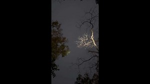 Flying squirrel glides between trees at night in India
