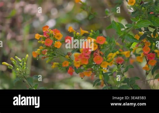 Flowers of the marmalade bush swaying in the wind, in a garden in the eastern Andean mountains of central Colombia Stock Video Footage - Alamy