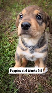 9.4K views · 312 reactions | The Yacht Rock Litter got to play in the...