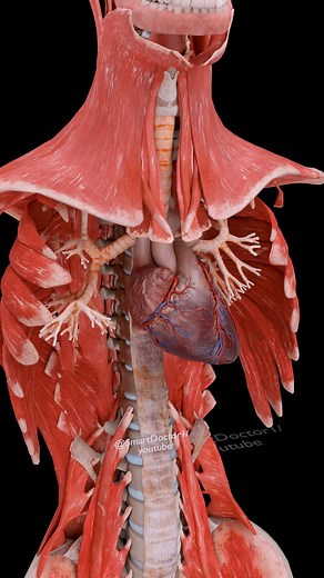44K views · 436 reactions | Inner Muscles  . . The human heart is a...