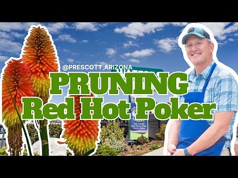 How to Prune Red Hot Poker for Bigger, Brighter Blooms 🌺 | Garden Care Tips