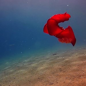 Known as Spanish dancers, these mollusks are usually only a couple inches long—but can grow up to a foot and a half in length. | National Geographic