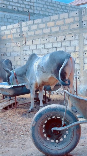 Livestock Farming Insights from Senegal