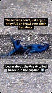 If you’ve ever seen Great-tailed Grackles, you know they’re not shy...
