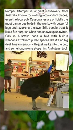 Romper Stomper is a giant cassowary from Australia, known for walking into random places,