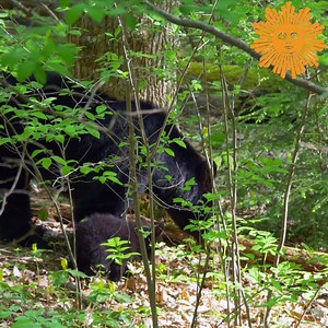 608K views · 15K reactions | Do Nothing For Two Minutes Take a minute, turn up the volume as we take you to Great Smoky Mountains National Park in Tennessee, where spring has sprung for a bear and her cubs. Videographer: Scot Miller. https://cbsn.ws/2VBzgJ0 | CBS Sunday Morning | Facebook