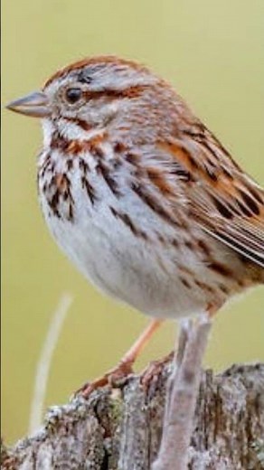 Sparrow singing and chirping, call of house sparrow, nature sounds.