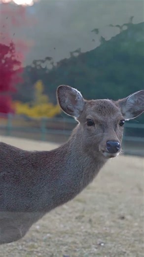 東大寺裏、大仏池 光芒と気嵐 大仏池の夜明けは紅葉の赤と、光芒と気嵐が美しい、そして荘厳な風景が見られました。 #奈良公園 #晩秋 #紅葉 #光芒 #気嵐 #大仏池 #東大寺