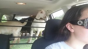 4.6K views · 69 reactions | Goat tested. Goat approved. GOAT-RI-DERS! Thanks to Romaine Kobilsek, President of Spay Arkansas, for sharing this video of their dog trainer hauling goats in her trusty Subaru! | Adventure Subaru | Facebook