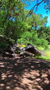 🌿 Hidden Trails Near Stevens Creek Reservoir | Cupertino, CA #Shorts