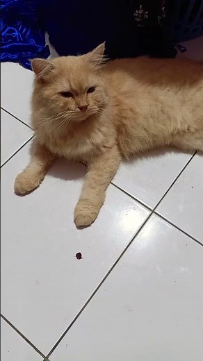 funny cats #210 #cats #cute #pets #meow #instacat #catlover #kittensofinstagram #animaloveras