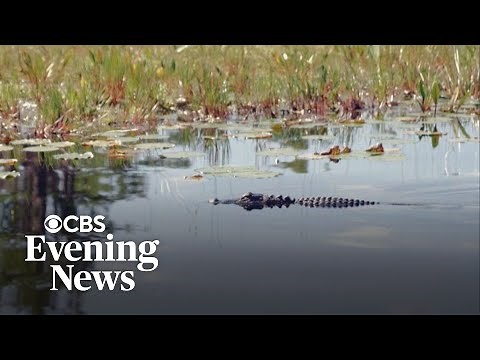 How a $60 million deal saved Georgia's Okefenokee Swamp from mining — for now