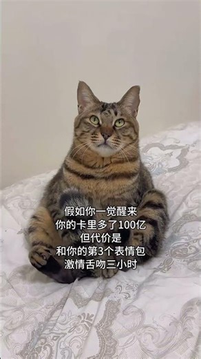 Meet the Fluffy Tabby: My Kitty's Daily Life