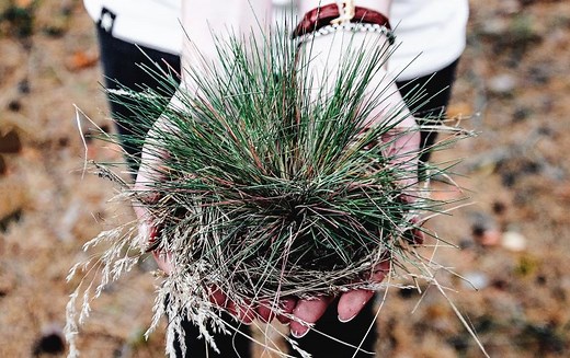 Maleza: tipos, características y control efectivo en agricultura