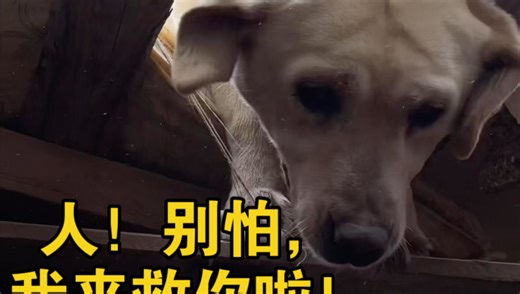 第一视角，感受搜救犬救人！